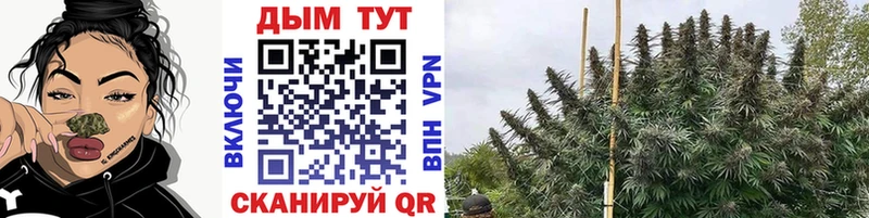 Шишки марихуана OG Kush  Барыш 